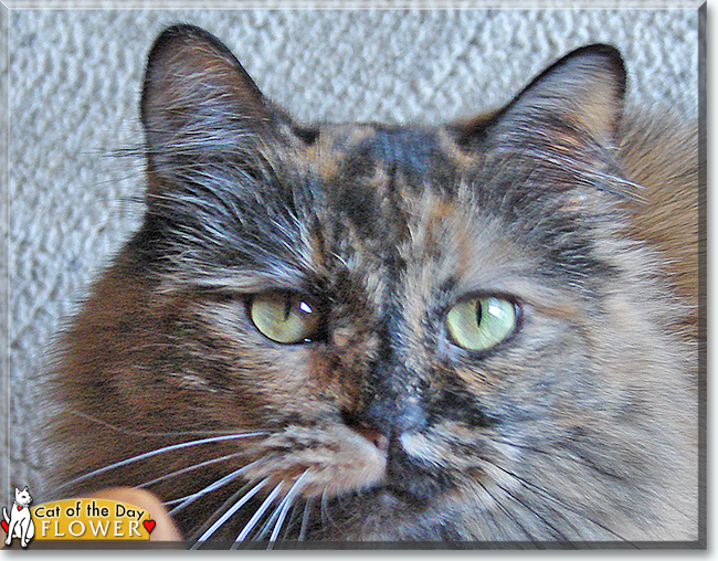Flower the Tortoiseshell, the Cat of the Day