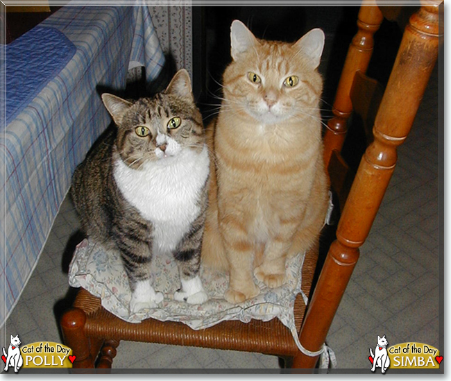 Simba, Polly the Tabby Cats, the Cats of the Day