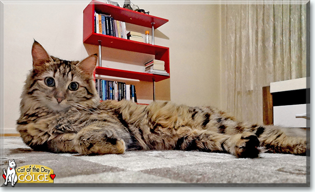 Gölge the Tabby, the Cat of the Day