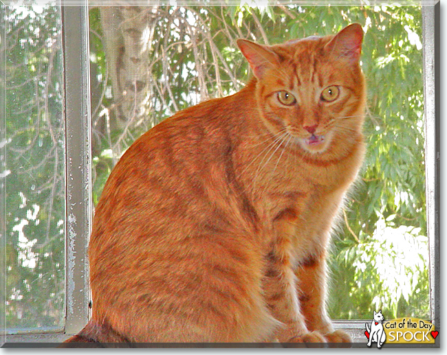 Spock the Orange Tabby, the Cat of the Day