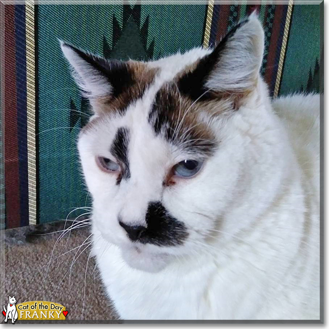 Franky the Siamese mix, the Cat of the Day