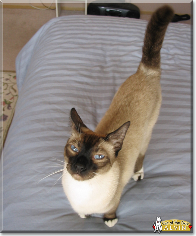 Alvin the Siamese mix, the Cat of the Day