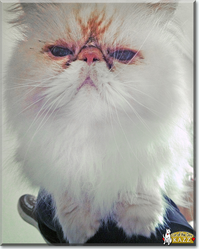 Kazz the Persian, the Cat of the Day
