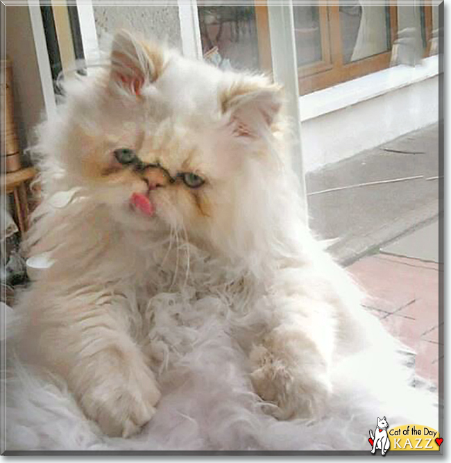 Kazz the Persian, the Cat of the Day