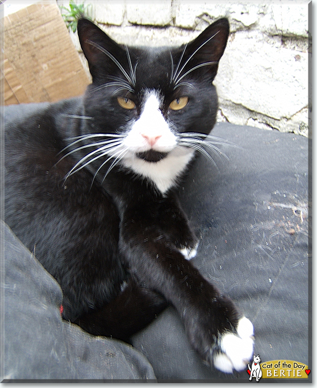 Bertie the Tuxedo Shorthair, the Cat of the Day