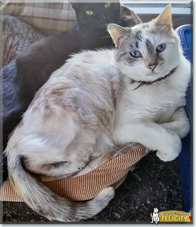 Felicity the Ragdoll mix, the Cat of the Day