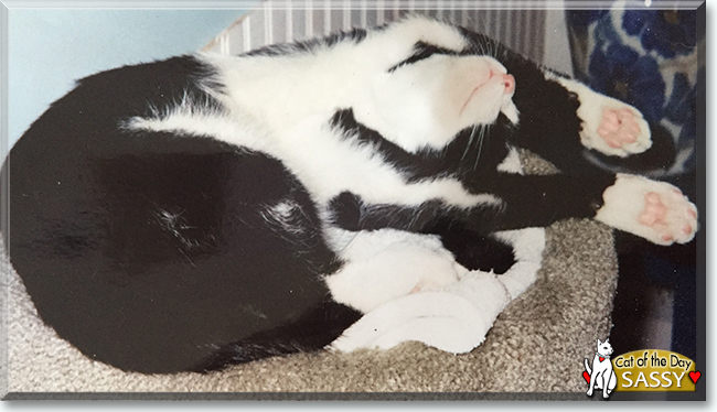 Sassy the Tuxedo Cat, the Cat of the Day
