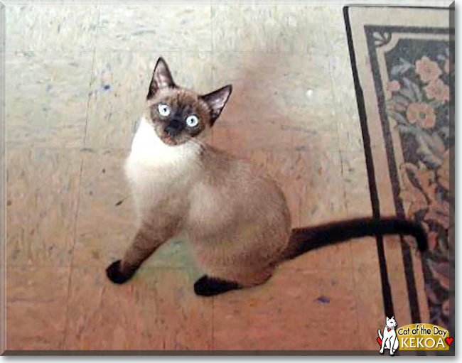 Kekoa the Seal Point Siamese, the Cat of the Day