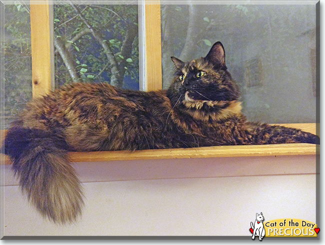 Precious the Tortoiseshell Longhair, the Cat of the Day
