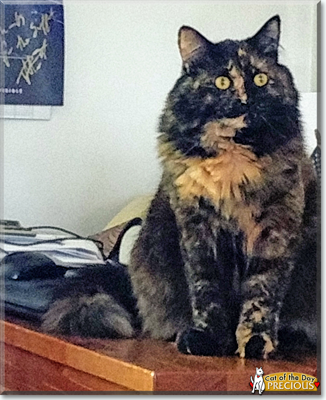 Precious the Tortoiseshell Longhair, the Cat of the Day