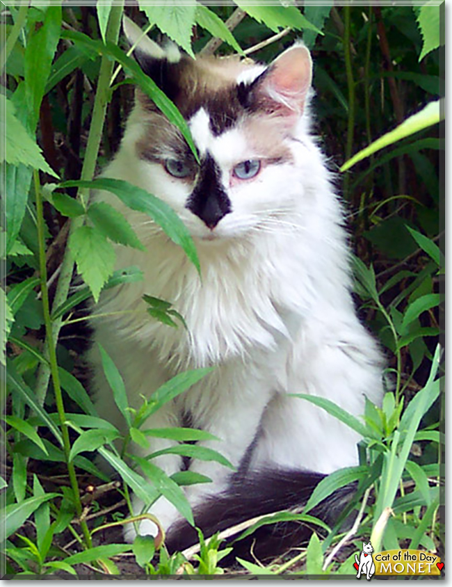 Monet the Ragdoll mix, the Cat of the Day