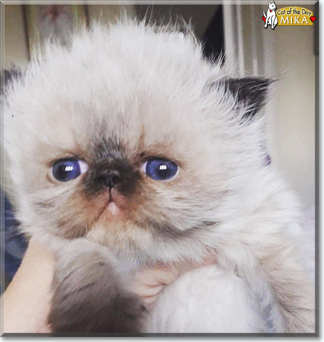 Mika the Persian, the Cat of the Day