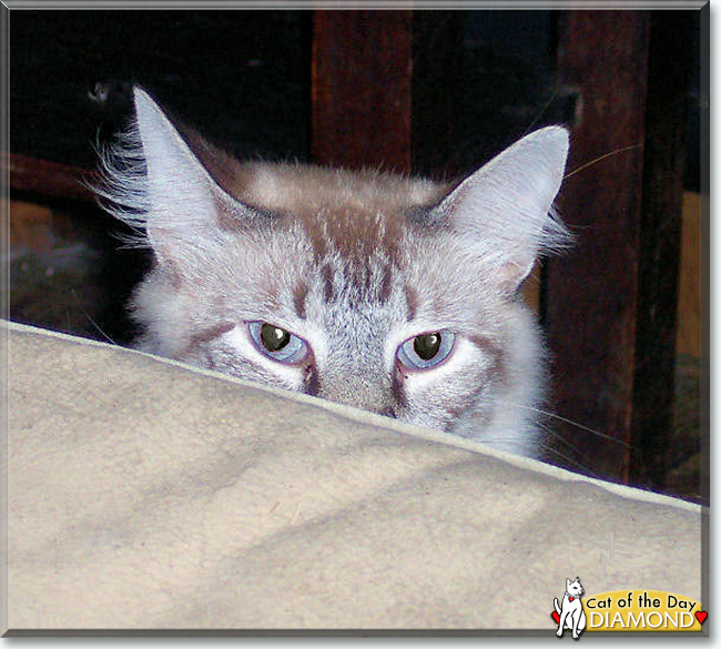Diamond the Lynx-point Siamese mix, the Cat of the Day