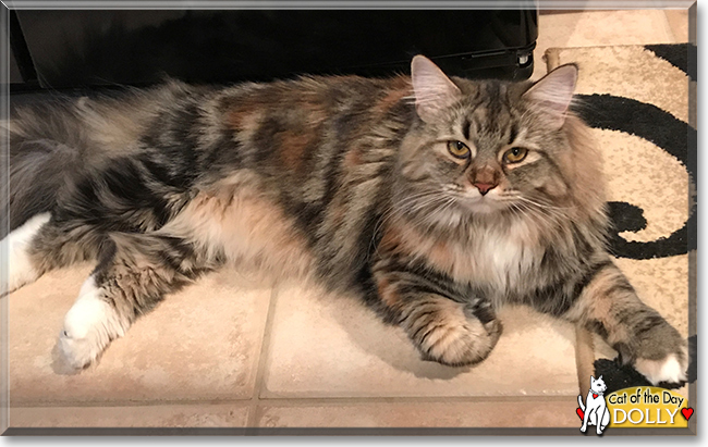 Dolly the Maine Coon, Ragdoll mix, the Cat of the Day