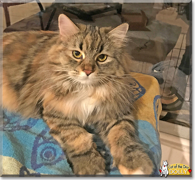 Dolly the Maine Coon, Ragdoll mix, the Cat of the Day