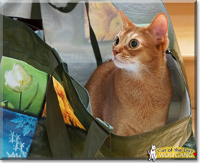 Wolfgang the Abyssinian, the Cat of the Day