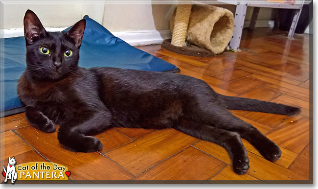Pantera the Brazilian Cat mix, the Cat of the Day