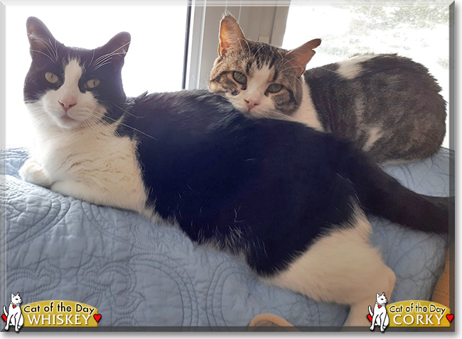 Whiskey the Tuxedo and Corky the Tabby, the Cats of the Day