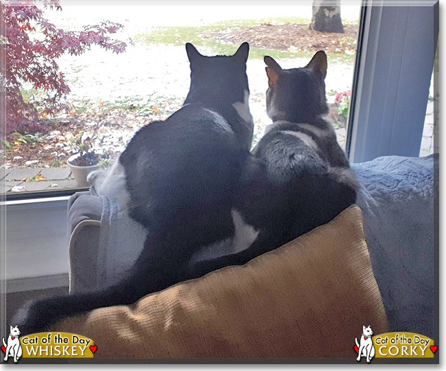 Whiskey the Tuxedo and Corky the Tabby, the Cats of the Day