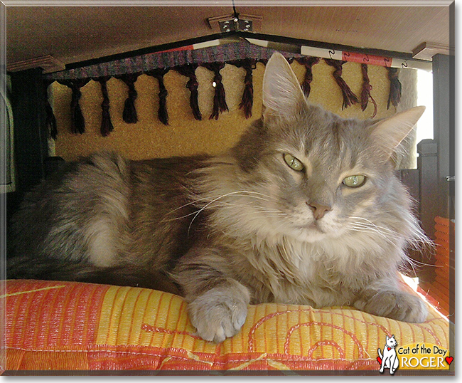 Roger the Maine Coon mix, the Cat of the Day