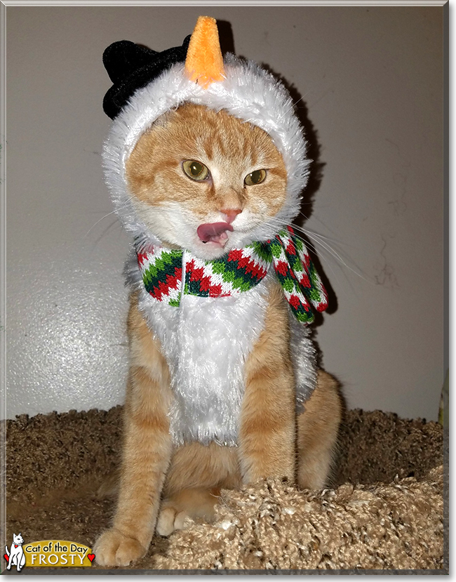 Frosty the Orange Tabby, the Cat of the Day