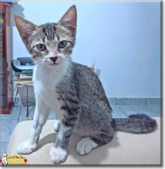 Pingo the Brazilian Cat mix , the Cat of the Day