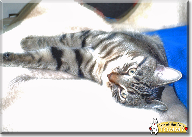 Tommy the Tabby, the Cat of the Day
