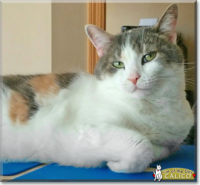 Calico the Calico Cat, the Cat of the Day