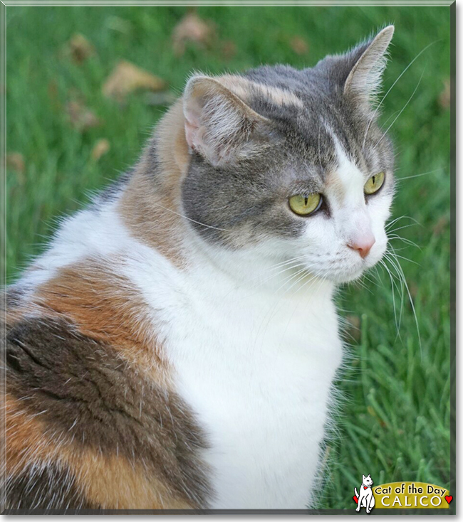 Calico the Calico Cat, the Cat of the Day