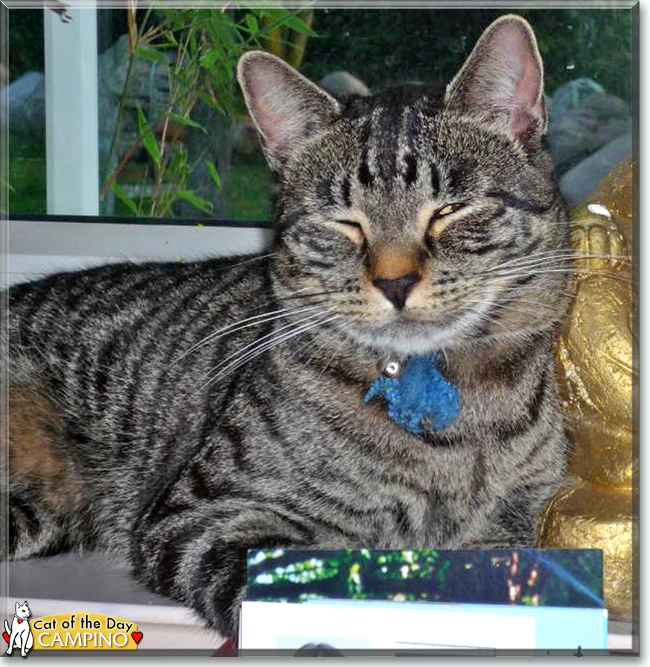 Campino the Tabby, the Cat of the Day