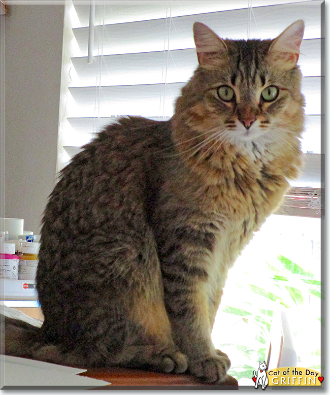 Griffin the Domestic Medium hair, the Cat of the Day