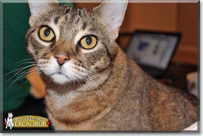 Excalibur the Shorthair mix, the Cat of the Day
