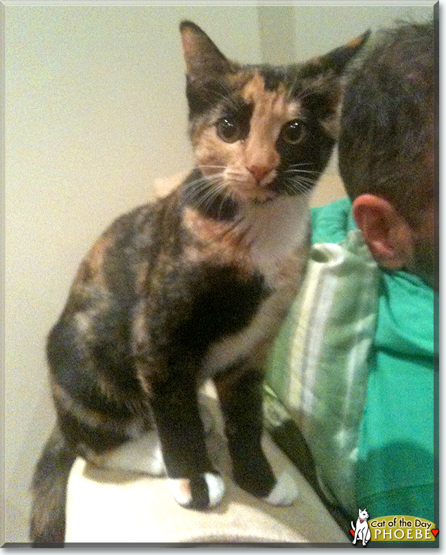Phoebe the Tortoiseshell, the Cat of the Day