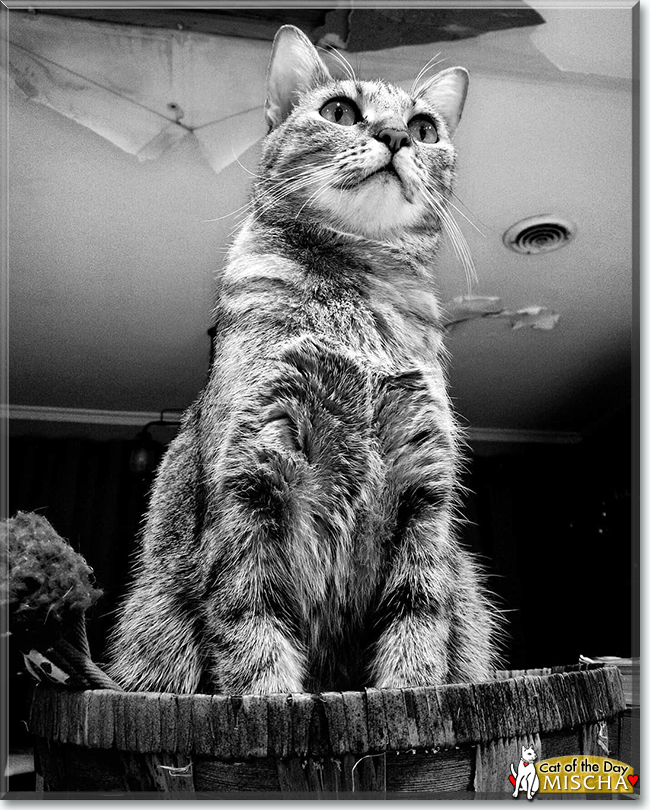 Mischa the Tabby, the Cat of the Day