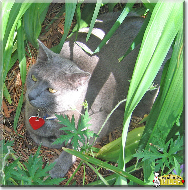 Riley the Russian Blue, the Cat of the Day