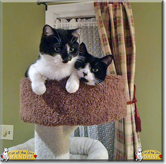 Bandit and Daisy the Tuxedo Shorthairs, the Cats of the Day