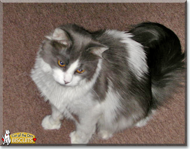 Biscuits the Domestic Mediumhair, the Cat of the Day