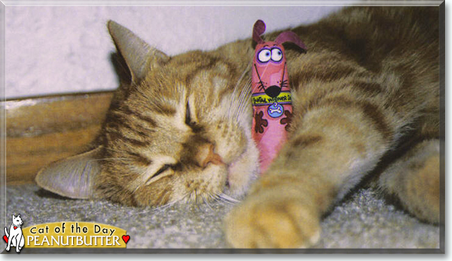 Peanutbutter the Red Tabby, the Cat of the Day