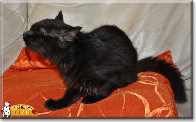 Lixu the Turkish Angora, the Cat of the Day
