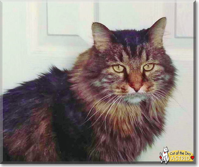 Astrid the Maine Coon mix, the Cat of the Day