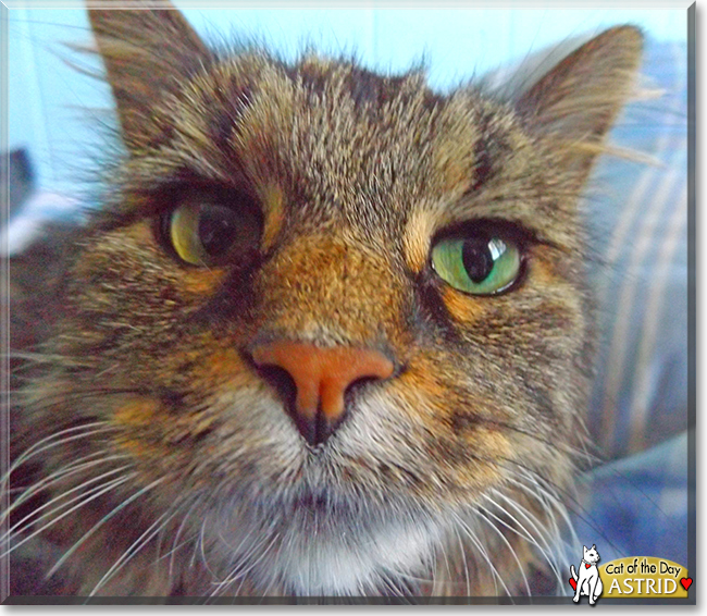 Astrid the Maine Coon mix, the Cat of the Day