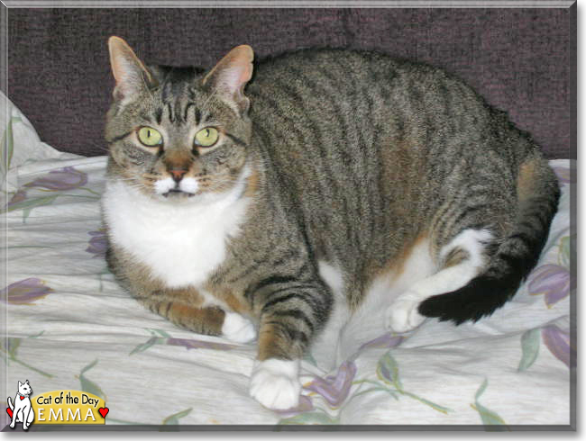 Emma the Brown Tabby, the Cat of the Day