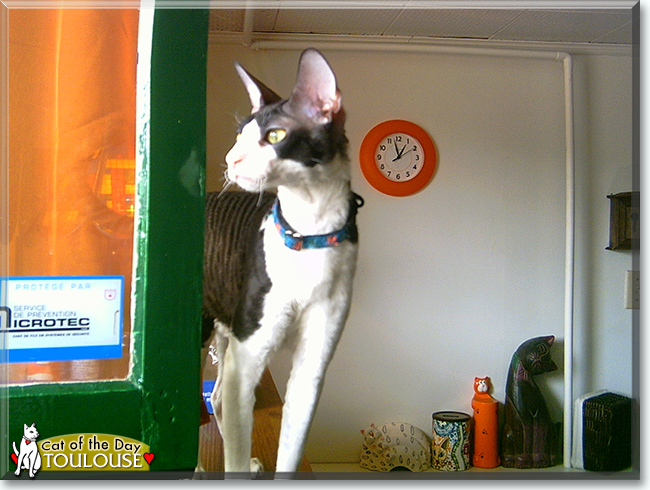 Toulouse the Cornish Rex, the Cat of the Day