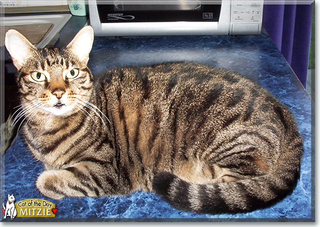 Mitzie the Tabby, the Cat of the Day