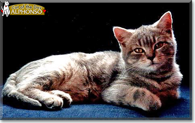 Alphonso the British Shorthair, the Cat of the Day