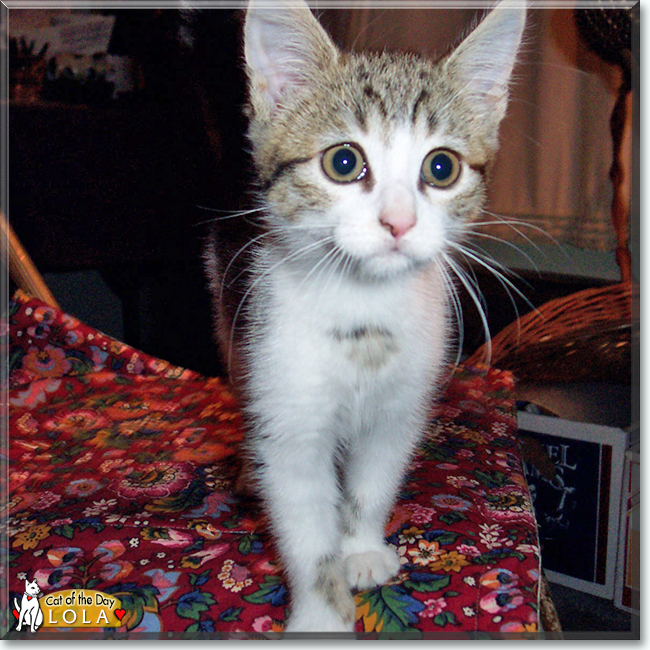 Lola the Tabby mix, the Cat of the Day