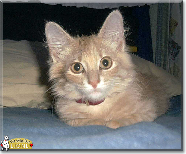 Lionl the Domestic Cat mix, the Cat of the Day