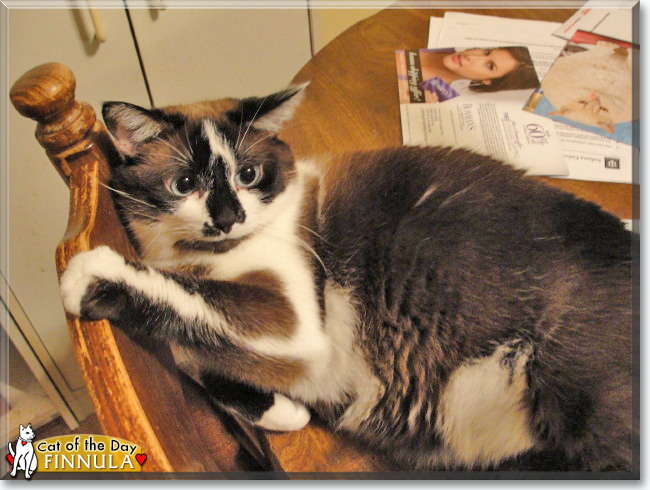 Finnula the Domestic Shorthair mix, the Cat of the Day