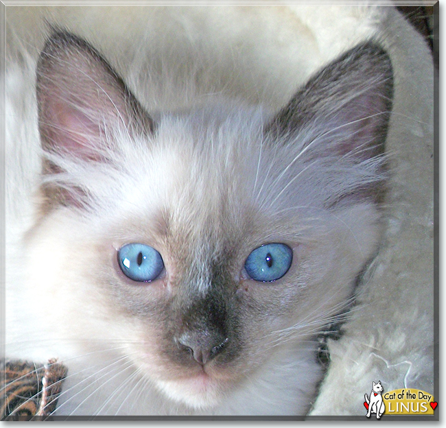 Linus the Siamese mix, the Cat of the Day
