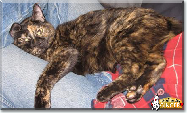 Ginger the Tortoiseshell, the Cat of the Day